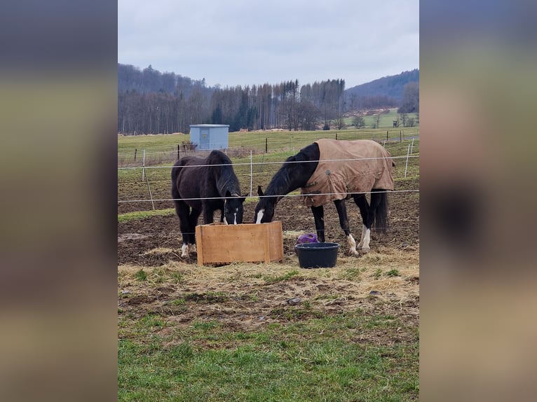 Baden Wuerttemberg Gelding 15 years 17 hh Black in Steinebach