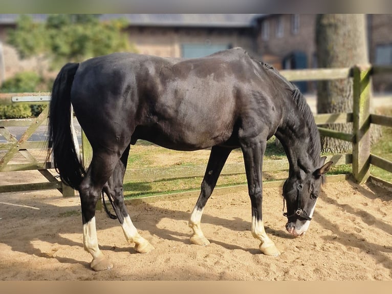 Baden Wuerttemberg Gelding 15 years 17 hh Black in Steinebach