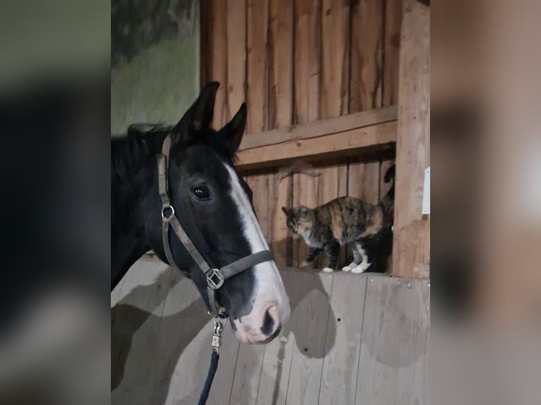 Baden Wuerttemberg Gelding 15 years 17 hh Black in Steinebach