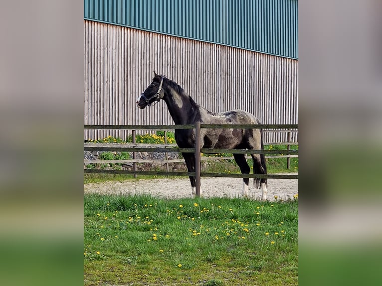 Baden Wuerttemberg Gelding 15 years 17 hh Black in Steinebach