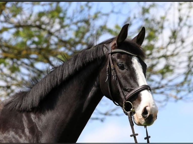 Baden Wuerttemberg Gelding 15 years 17 hh Black in Steinebach