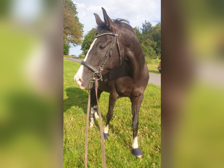Baden Wuerttemberg Gelding 15 years 17 hh Black in Steinebach