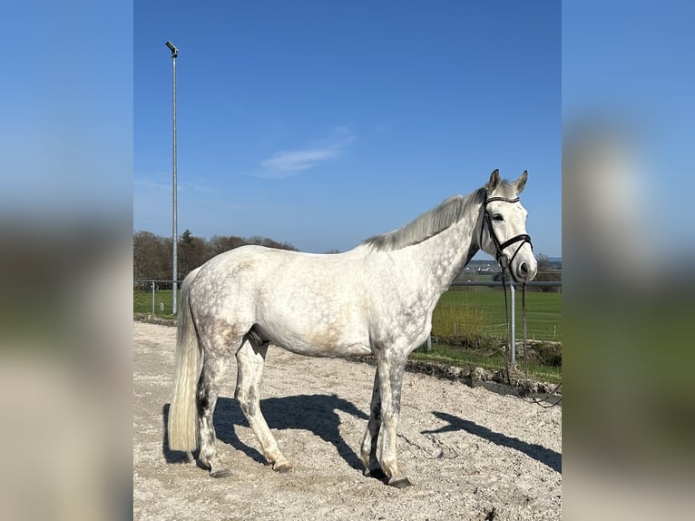 Baden Wuerttemberg Gelding 15 years 17 hh Gray in Kißlegg