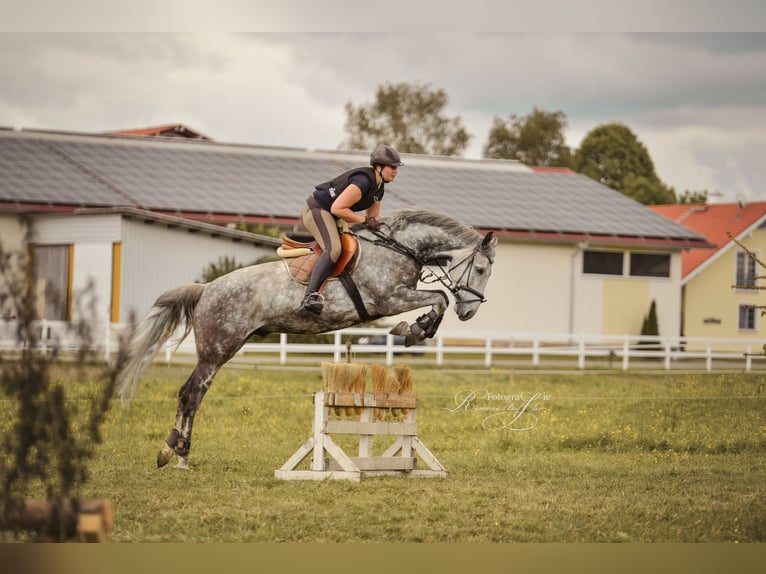 Baden Wuerttemberg Gelding 15 years 17 hh Gray in Kißlegg