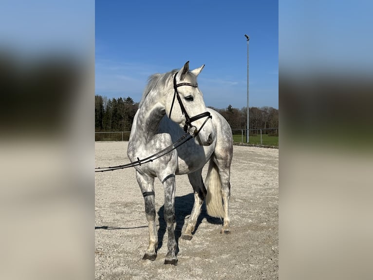 Baden Wuerttemberg Gelding 15 years 17 hh Gray in Kißlegg