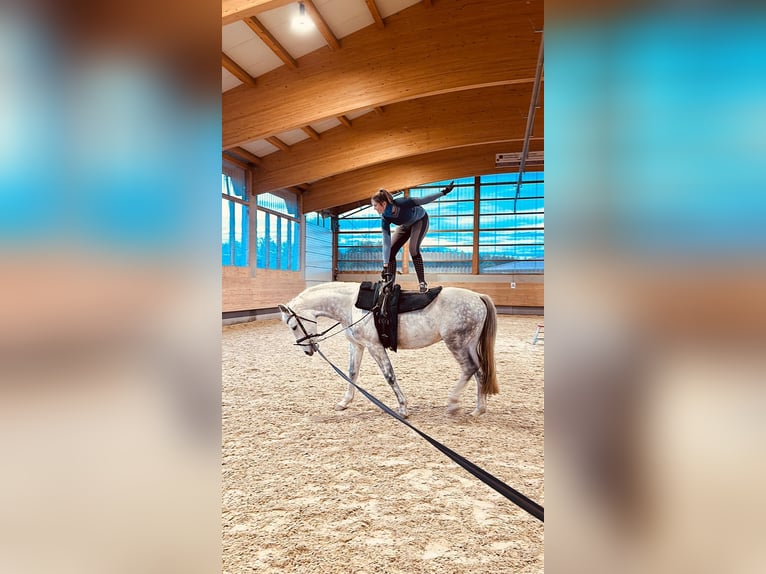 Baden Wuerttemberg Gelding 15 years 17 hh Gray in Kißlegg