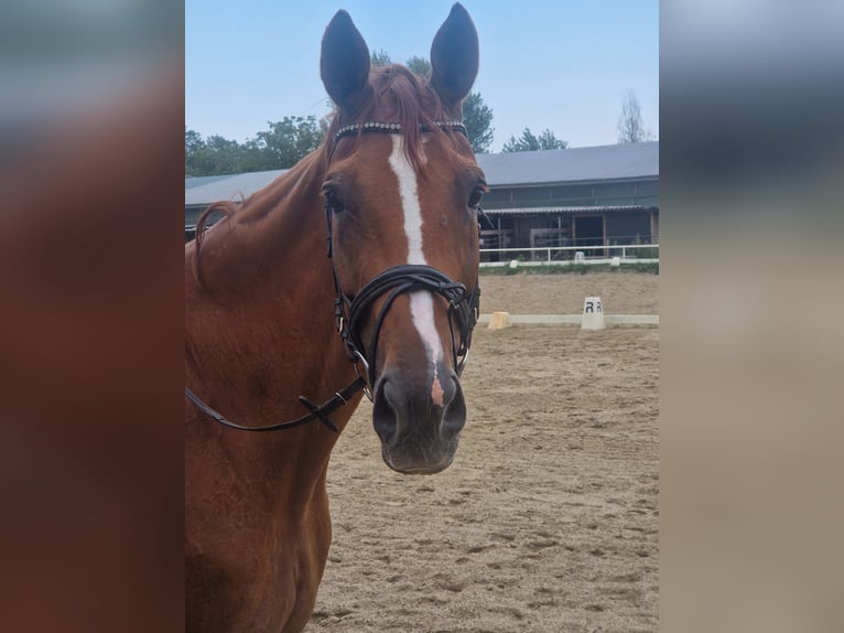 Baden Wuerttemberg Gelding 15 years 18 hh Chestnut-Red in Wien