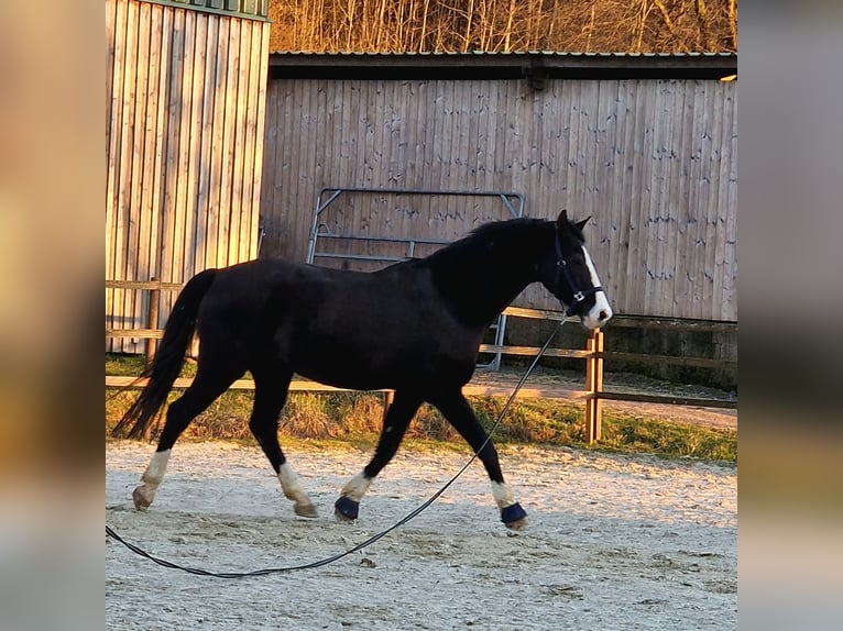 Baden Wuerttemberg Gelding 16 years 16.2 hh Black in Steinebach