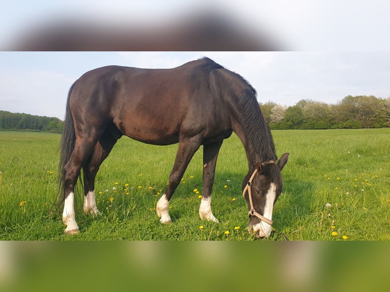 Baden Wuerttemberg Gelding 16 years 16.2 hh Black in Steinebach