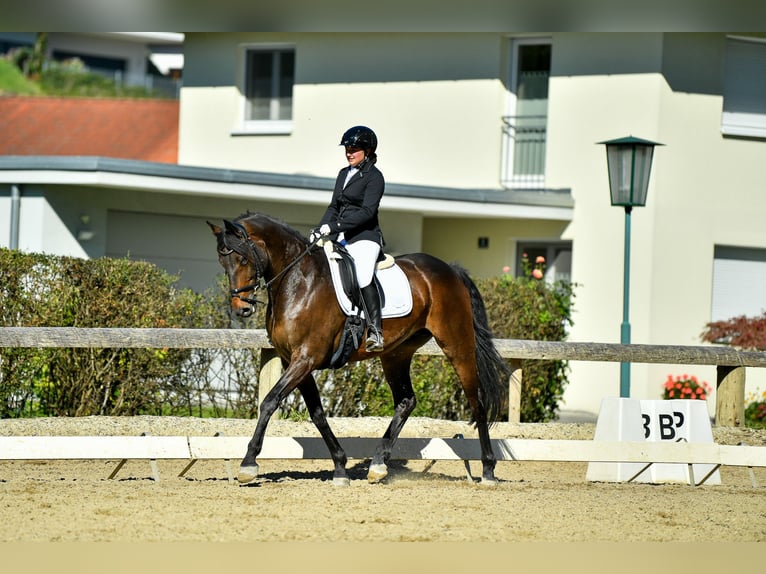 Baden Wuerttemberg Gelding 16 years 16,2 hh Brown in St. Gallenkirch