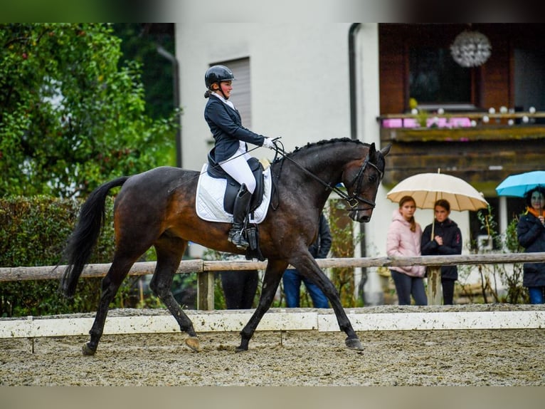 Baden Wuerttemberg Gelding 16 years 16,2 hh Brown in St. Gallenkirch