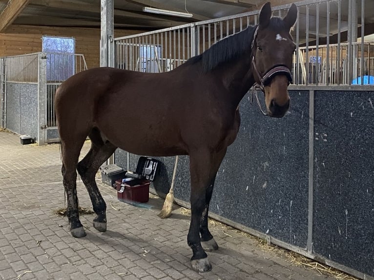 Baden Wuerttemberg Gelding 16 years 16,2 hh Brown in Jena