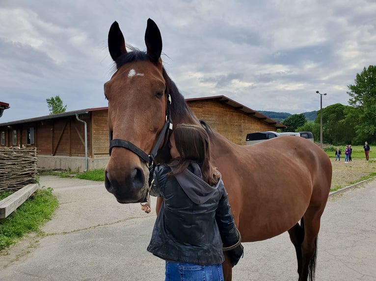 Baden Wuerttemberg Gelding 16 years 16,2 hh Brown in Jena