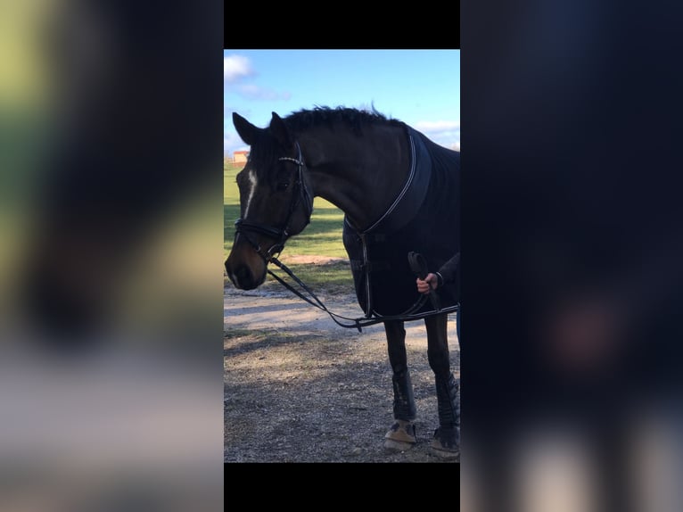 Baden Wuerttemberg Gelding 16 years 16,3 hh Smoky-Black in Riedlingen