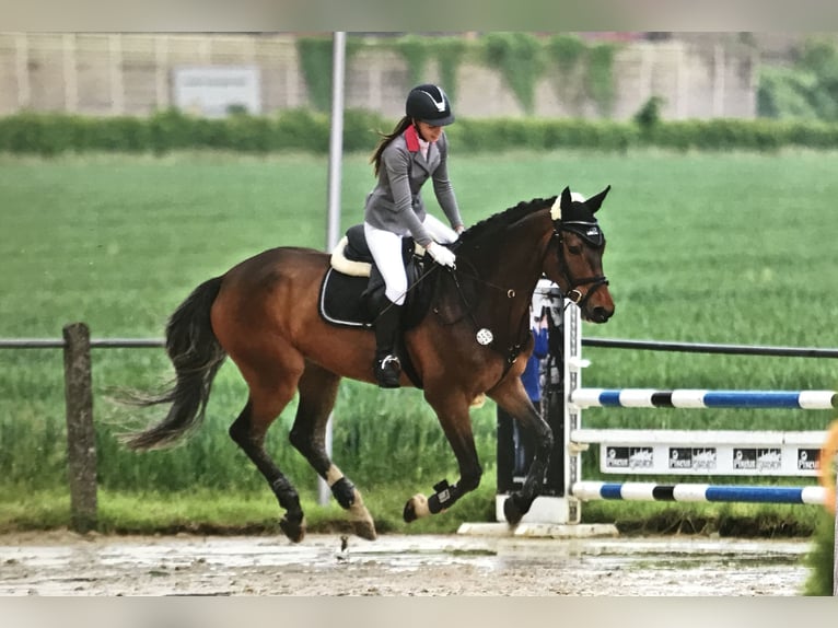 Baden Wuerttemberg Gelding 16 years 17,1 hh Bay-Dark in Bünde