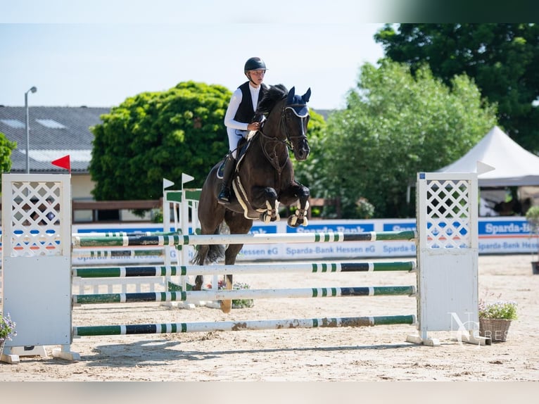 Baden Wuerttemberg Gelding 16 years Black in Friedberg