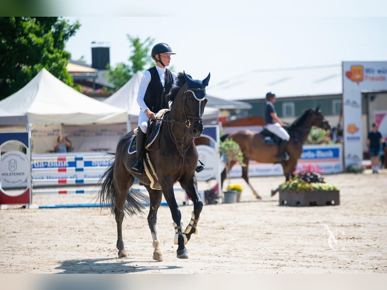 Baden Wuerttemberg Gelding 16 years Black in Friedberg