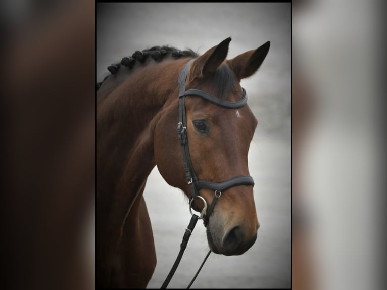 Baden Wuerttemberg Gelding 17 years 17 hh Brown in Tuningen