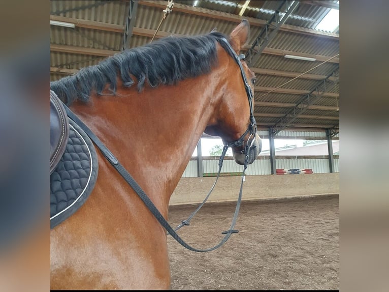 Baden Wuerttemberg Gelding 17 years 17 hh Brown in Tuningen