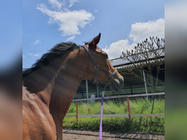 Baden Wuerttemberg Gelding 17 years 17 hh Brown in Tuningen