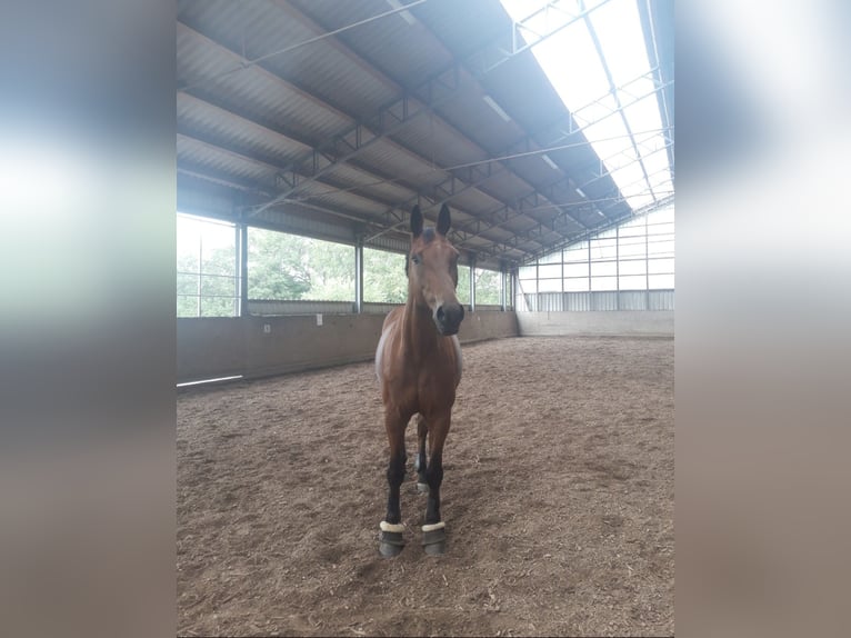 Baden Wuerttemberg Gelding 17 years 17 hh Brown in Tuningen