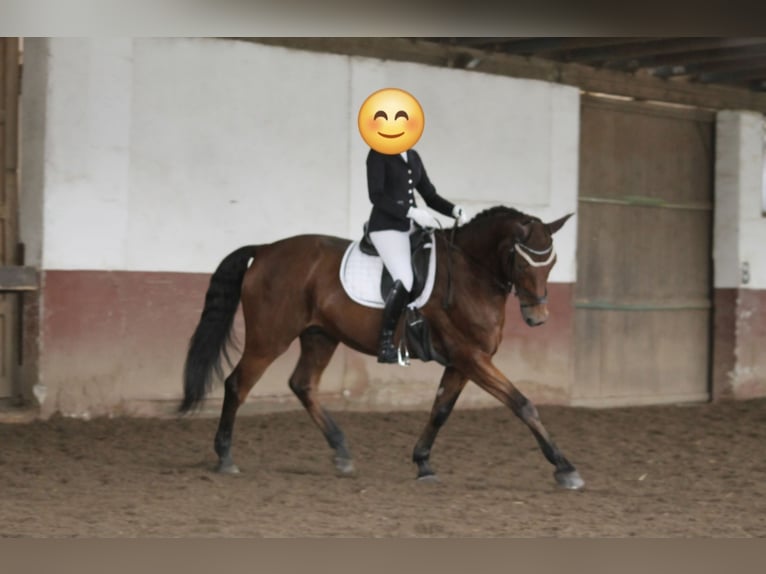 Baden Wuerttemberg Gelding 17 years 17 hh Brown in Tuningen