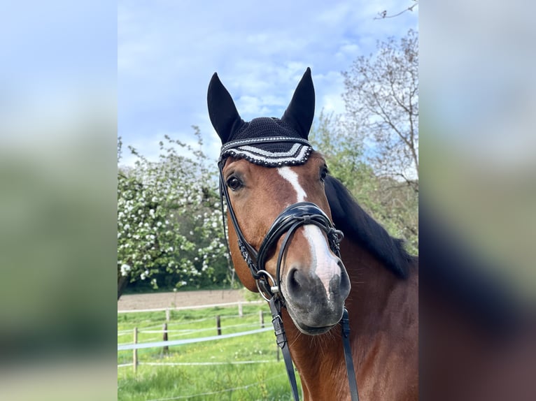 Baden Wuerttemberg Gelding 18 years 16 hh Brown in Kippenheim