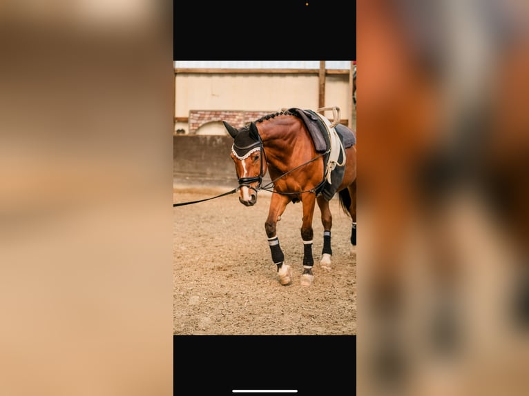 Baden Wuerttemberg Gelding 18 years 16 hh Brown in Kippenheim