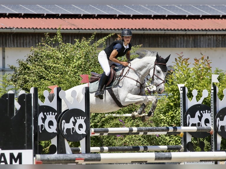 Baden Wuerttemberg Gelding 18 years Gray in Ebreichsdorf