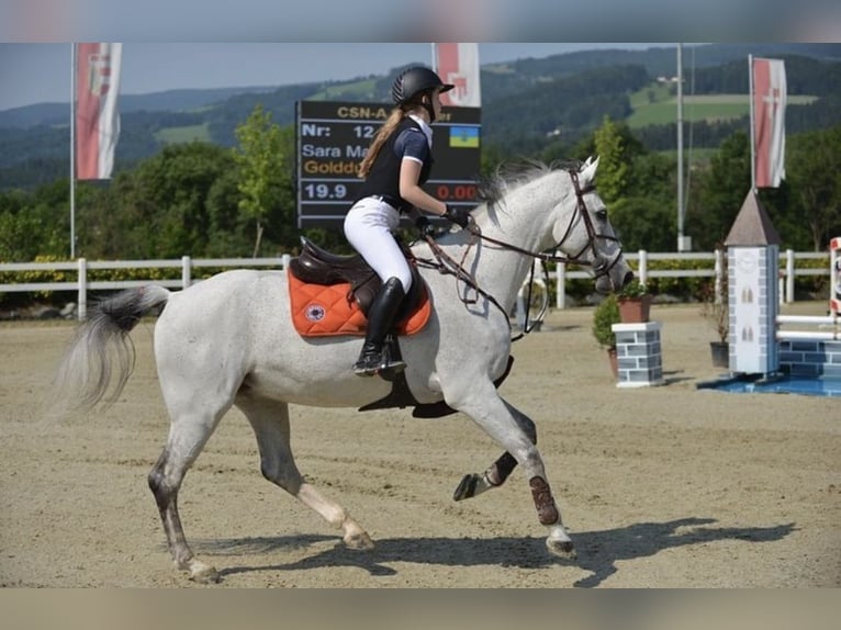 Baden Wuerttemberg Gelding 18 years Gray in Ebreichsdorf