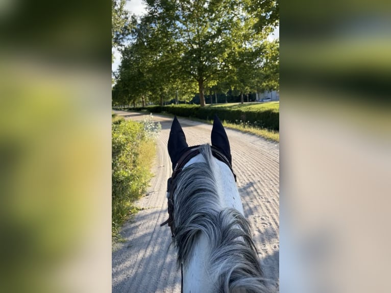 Baden Wuerttemberg Gelding 18 years Gray in Ebreichsdorf