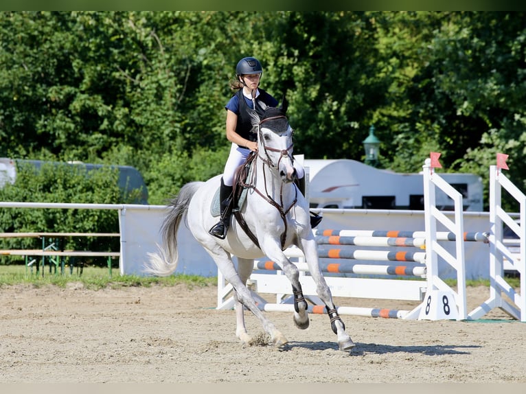 Baden Wuerttemberg Gelding 18 years Gray in Ebreichsdorf