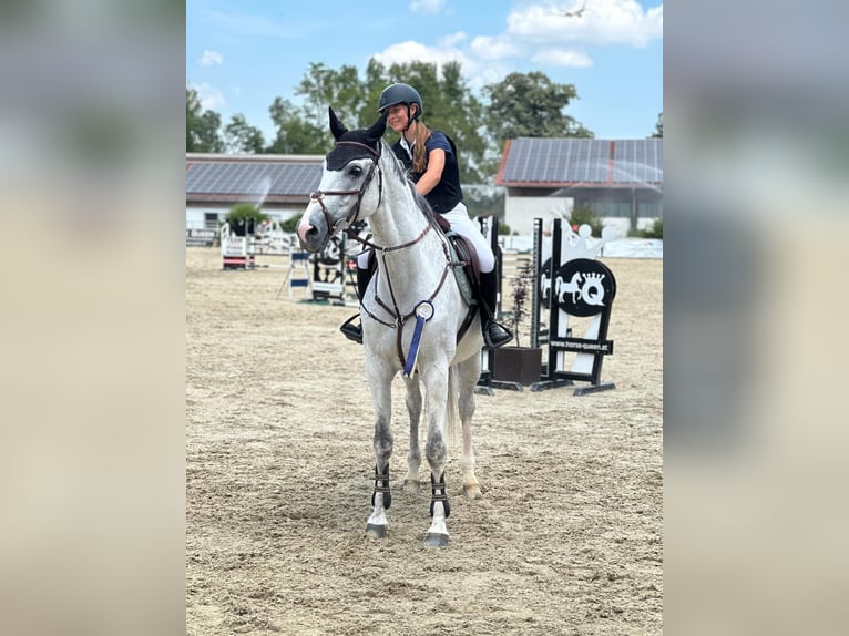 Baden Wuerttemberg Gelding 18 years Gray in Ebreichsdorf