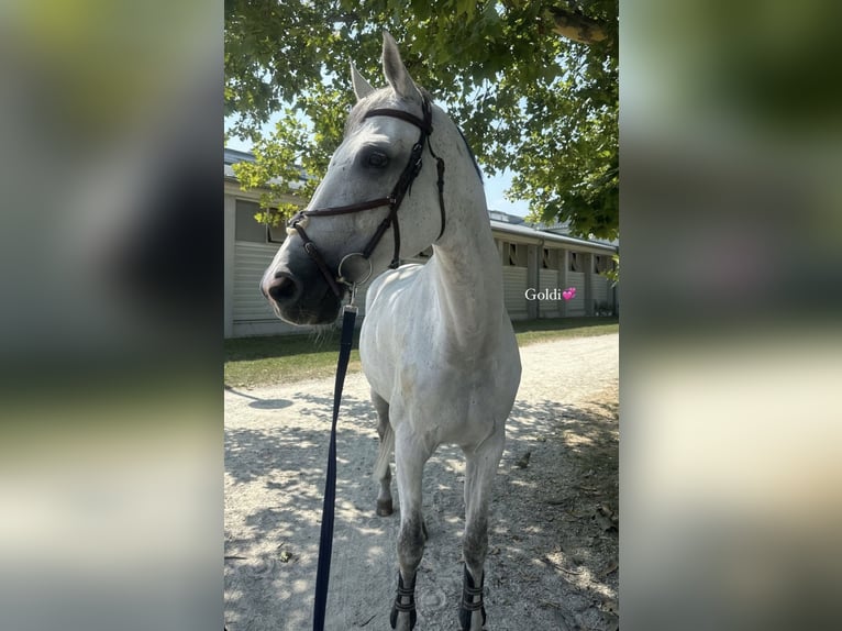 Baden Wuerttemberg Gelding 18 years Gray in Ebreichsdorf