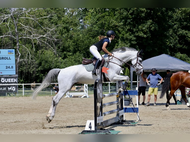 Baden Wuerttemberg Gelding 18 years Gray in Ebreichsdorf