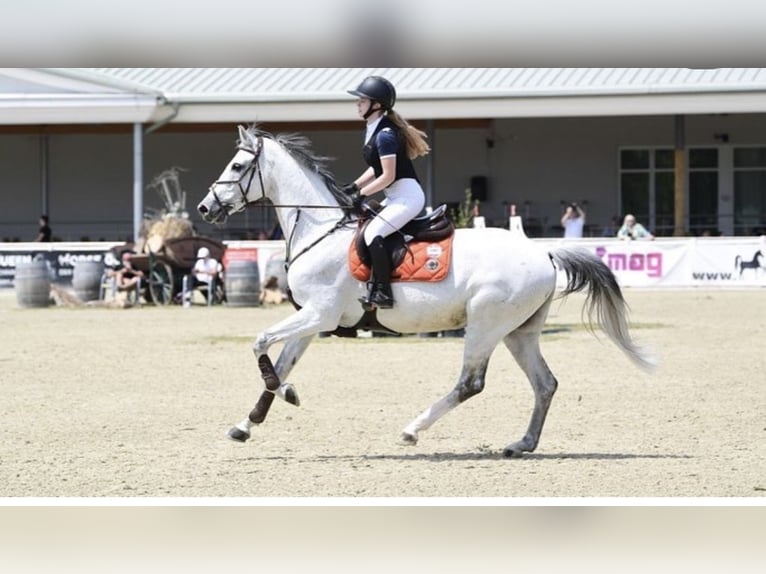 Baden Wuerttemberg Gelding 18 years Gray in Ebreichsdorf