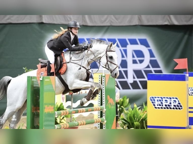 Baden Wuerttemberg Gelding 18 years Gray in Ebreichsdorf