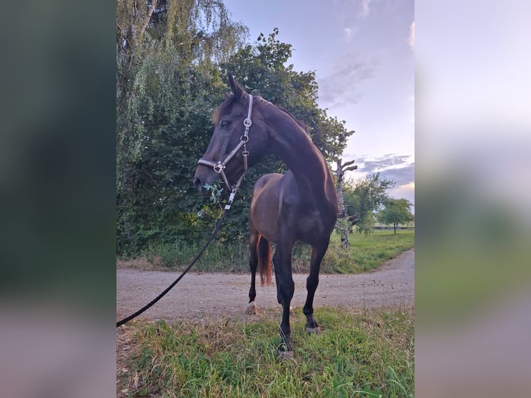 Baden Wuerttemberg Gelding 22 years 17 hh Bay-Dark in Löchgau