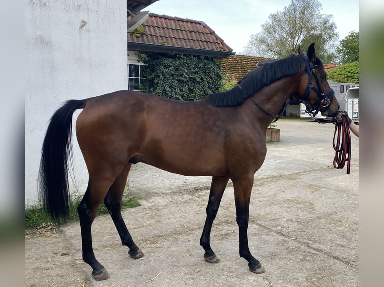 Baden Wuerttemberg Gelding 3 years 15,2 hh Brown in Hamm