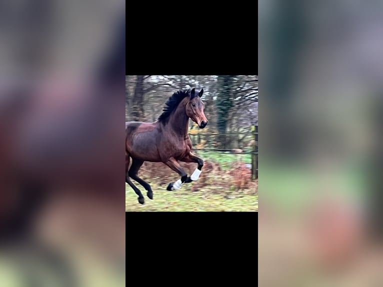 Baden Wuerttemberg Gelding 3 years 15,2 hh Brown in Hamm