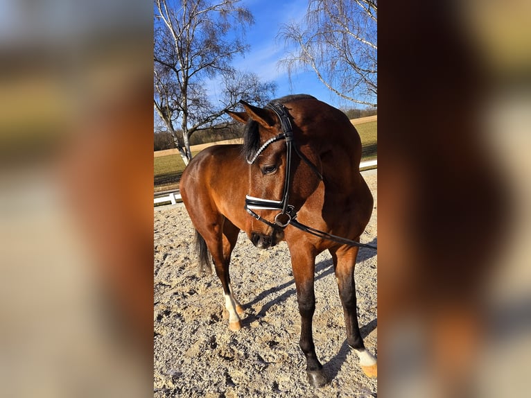 Baden Wuerttemberg Gelding 3 years 16,1 hh Brown in Röttingen