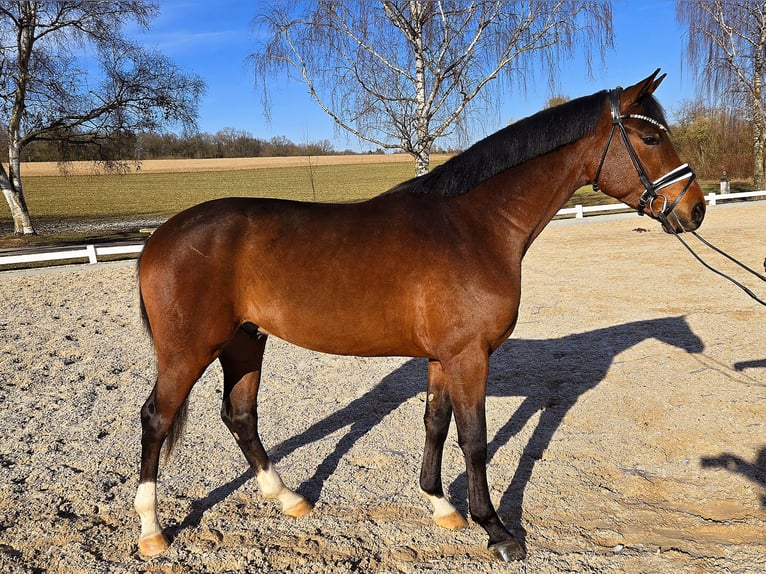 Baden Wuerttemberg Gelding 3 years 16,1 hh Brown in Röttingen