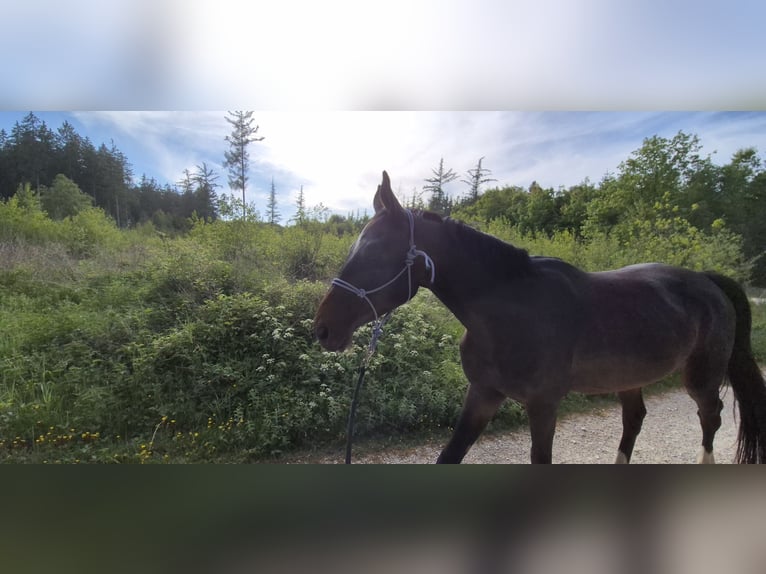 Baden Wuerttemberg Gelding 3 years 16 hh Bay-Dark in Ulm