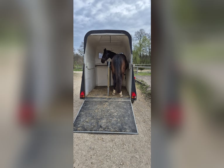 Baden Wuerttemberg Gelding 3 years 16 hh Bay-Dark in Ulm