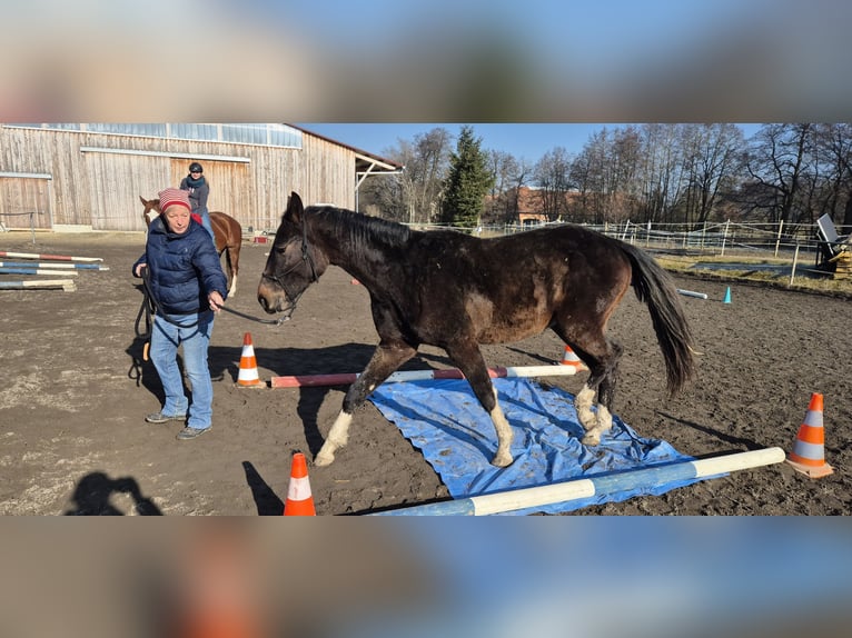 Baden Wuerttemberg Gelding 3 years 16 hh Bay-Dark in Ulm