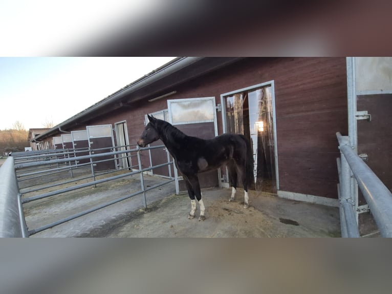 Baden Wuerttemberg Gelding 3 years 16 hh Bay-Dark in Ulm