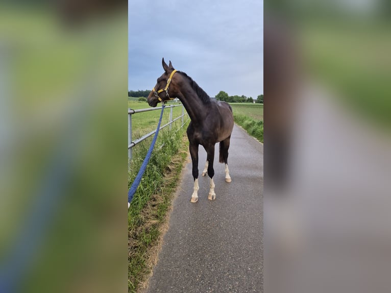 Baden Wuerttemberg Gelding 3 years 16 hh Bay-Dark in Ulm