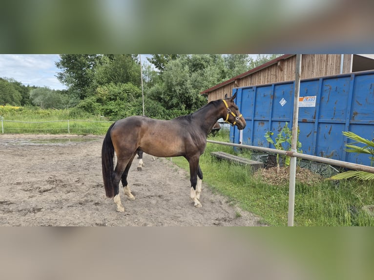 Baden Wuerttemberg Gelding 3 years 16 hh Bay-Dark in Ulm