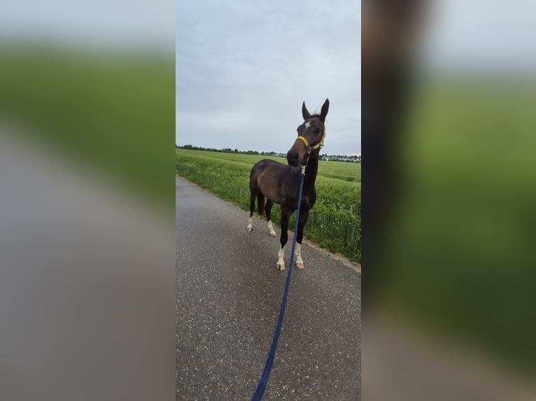 Baden Wuerttemberg Gelding 3 years 16 hh Bay-Dark in Ulm