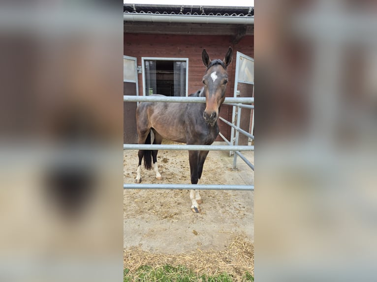 Baden Wuerttemberg Gelding 3 years 16 hh Bay-Dark in Ulm